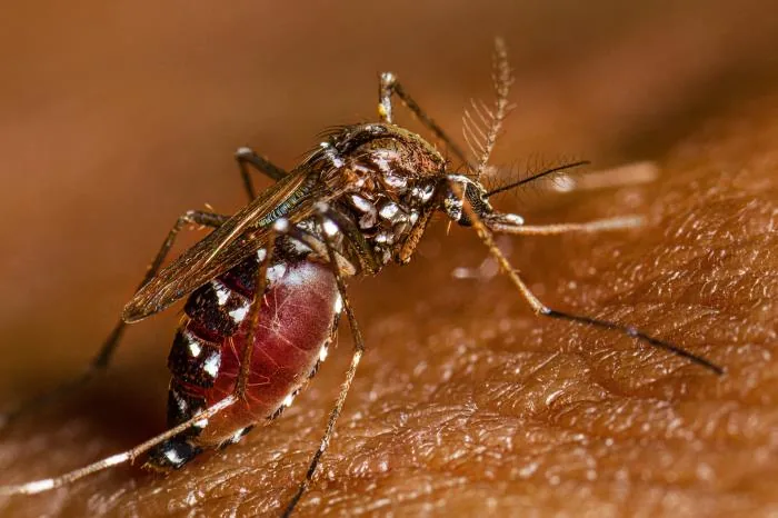 Aedes albopictus femelle photographié sur la peau, avec des marques blanches et un abdomen rouge.